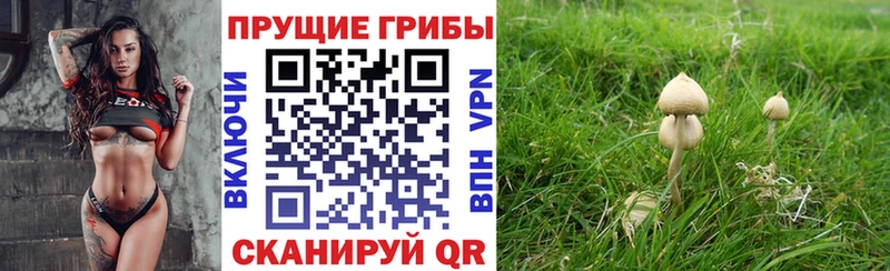 Купить закладки  Ветлуга  Галлюциногенные грибы Magic Shrooms 